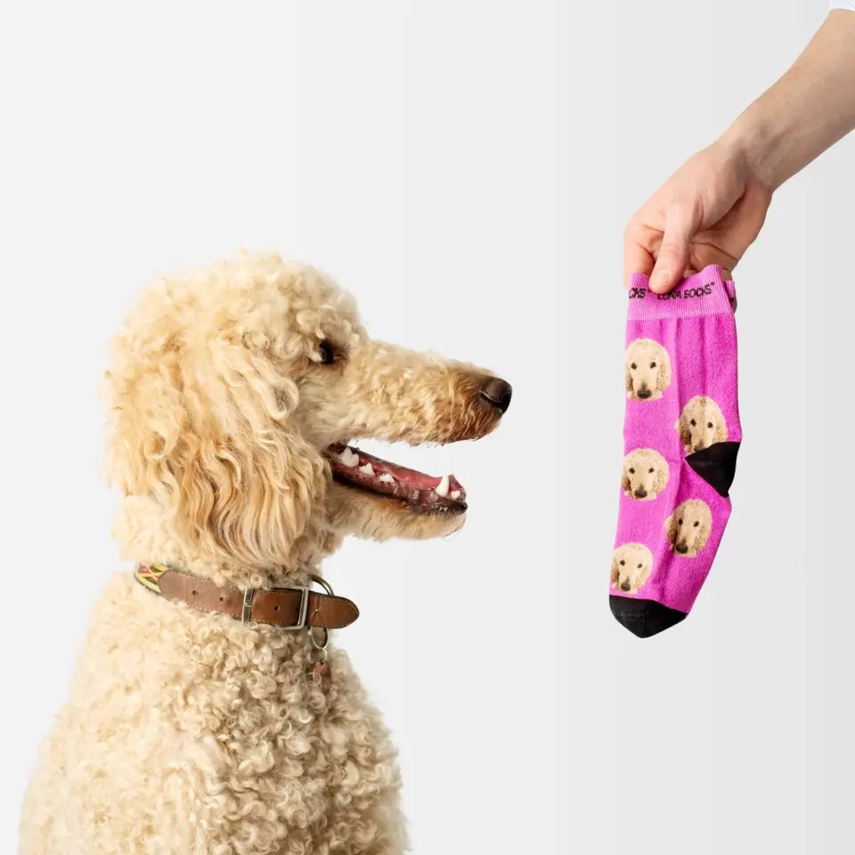 Personalisierte Socken mit einem Poodle Foto von Luna Socks in der Farbe violett