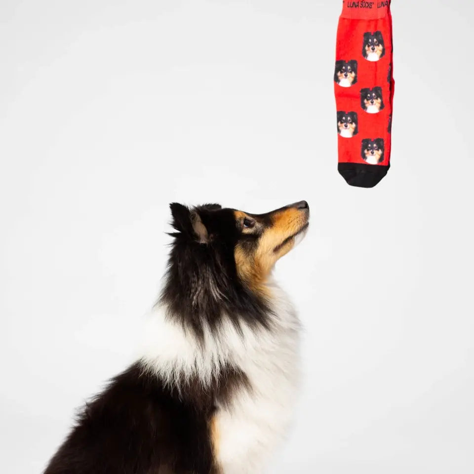 Personalisierte Socken in rot mit einem Collie Foto von Luna Socks