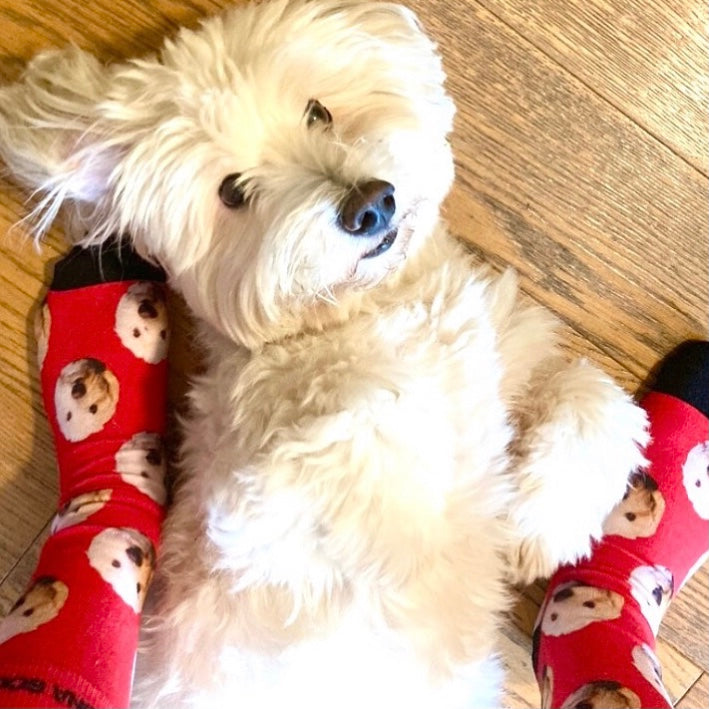 Lustiger Hund mit personalisierten Socken